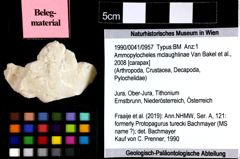 Foto (Objket + Etiketten) von Ammopylocheles mclaughlinae (Van Bakel et al., 2008) 